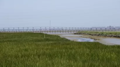 Bay Area Wetlands