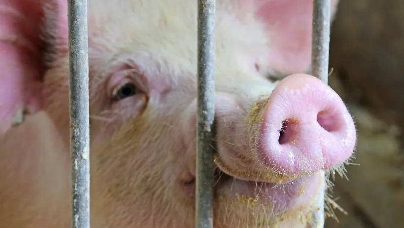 A pig poking its snout between the bars.