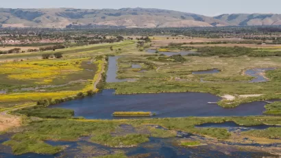 Meadow Wetlands