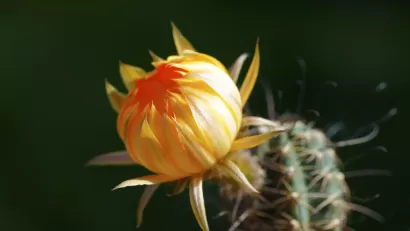 Succulent