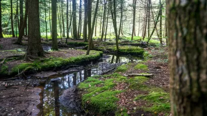 Woodlands