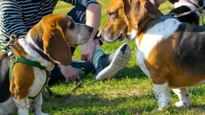 Dog Park