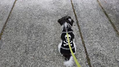 Walking the Dog
