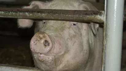 Pig Farm