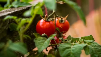 Tomatoes