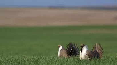 Species Protection