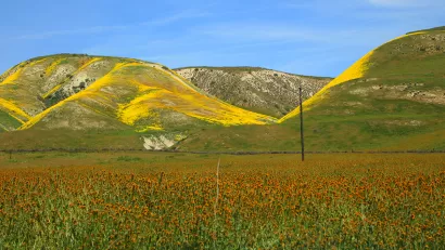 California Wildflowers
