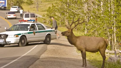 Wildlife