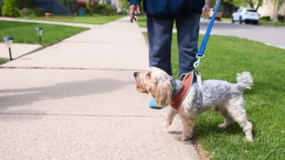 Walking the Dog