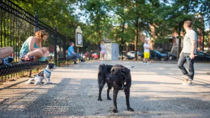 Chicago Dog Park