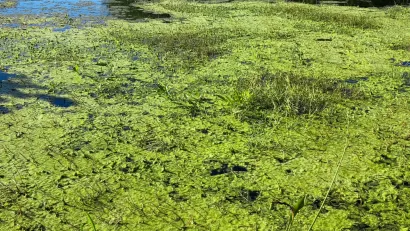 Toxic Algae Bloom