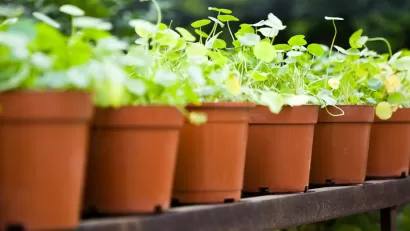 Potted Plants