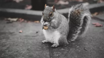 Squirrel