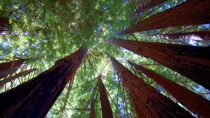 Sequoia State Park