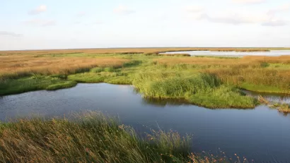 Louisiana Wetlands