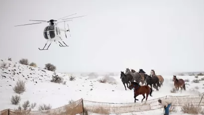 Wild Horses BLM