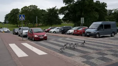 Geese