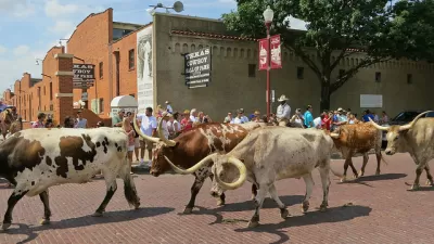 Cattle Drive