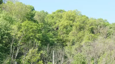 Hays Woods