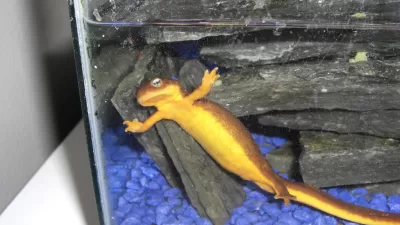 Newt