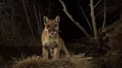 Mountain Lion