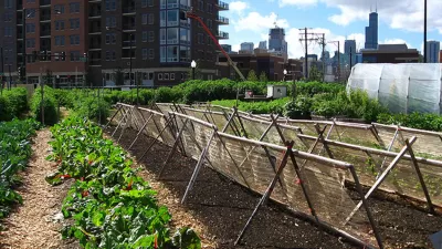 Chicago Argriculture