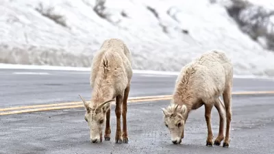 Bighorn Sheep
