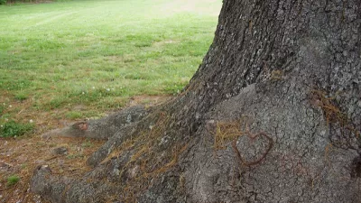 Tree heart