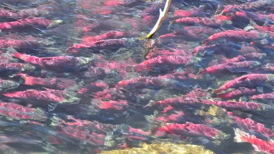 Sockeye Salmon