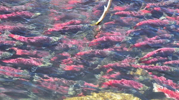 Sockeye Salmon