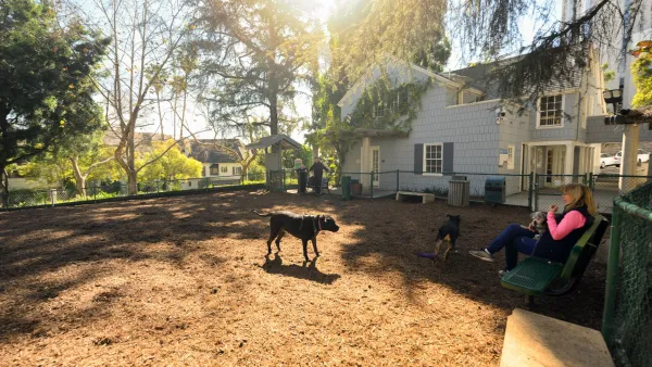 Dogs play in Hart Park