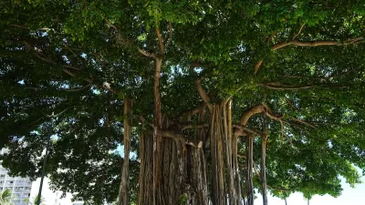 Large banyan tree in Honolulu, Hawaii.