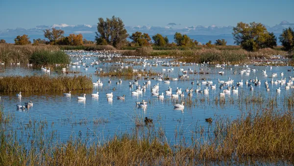 Snow geese at the Sacramento National Wildlife Refuge, California 