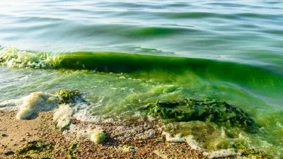 A close-up of the water line on a freshwater beach, small waves lapping at the shore, the water green with algae
