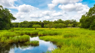View of green lush wetland in Florida with lightly cloudy blue sky.