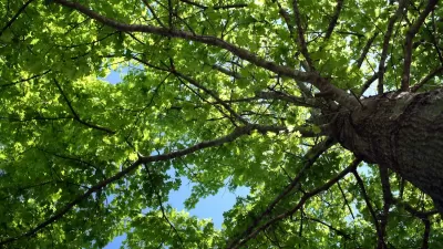 View looking up through large tree with blue sunny sky in background.