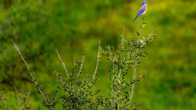Bluebird sitting on branch of green bush.