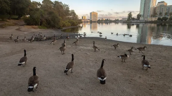 Canada geese sitting on shore of Lake Merritt in Oakland, California.
