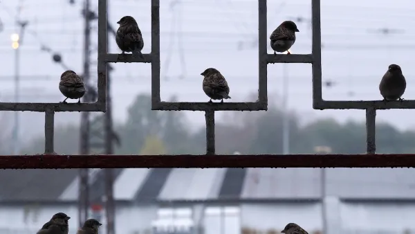 Group of sparrows sitting on decorative metal fence.