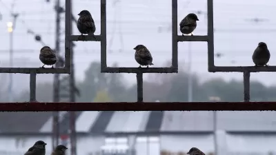 Group of sparrows sitting on decorative metal fence.