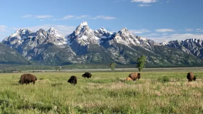 Bison grazing in green meadow with Grand Teton mountains in background.
