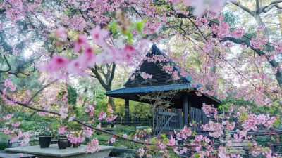 Pink flowers in bloom in front of wood gazebo/pavilion in Descanso Gardens, Los Angeles.