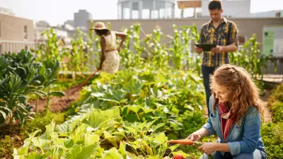 Three people harvesting crops from rooftop community garden.
