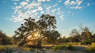Oak tree with golden hour sun coming through its leaves on a hill in the San Gabriel Mountains in Southern California.