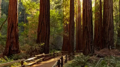 Dirt trail with wood railings through grove of tall California coastal redwood trees.