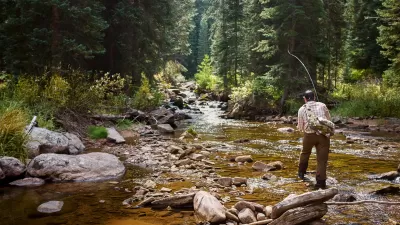 Fly fisherman standing in small creek in Colorado surrounded by trees