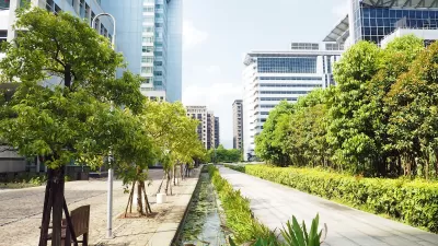 Small trees on city sidewlak with glass buildings in background.