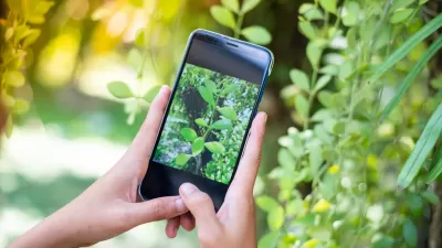 Close-up of hands holding mobile phone up to a plant to take a photo