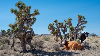 Two cows resting under Joshua trees on a sunny day in the Mojave desert.
