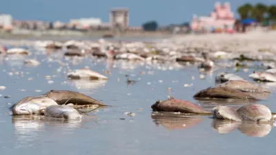 Dead fish washed up on Florida beach during 2018 'red tide' algae bloom event.